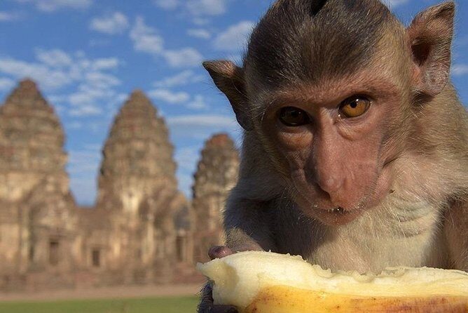 Private tour to Ayutthaya and Lopburi Monkey Temple (from Bangkok) - Lopburi Monkey Temple (Phra Prang Sam Yod): how to handle the macaques